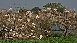 Spot-billed Pelicans, Black-headed Ibises & Painted Storks nesting at Garapadu