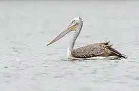 Spot Billed Pelican