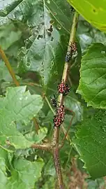 Late-instar nymphs of spotted lanternfly on Vitis labrusca in Berks County, Pennsylvania, in late July 2018