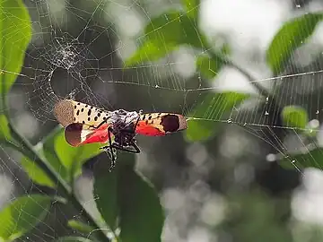 Adult spotted lanternfly caught and eaten by a spider in Delaware County, Pennsylvania, in September 2020