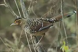 Spotted Laughingthrush in Sarmoli Village
