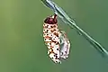 Pupa (or chrysalis)