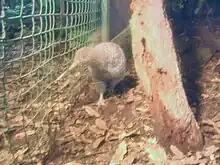 Bird in zoo enclosure