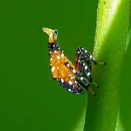 Spotted lanternfly late-instar nymph