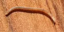 Spotted snake millipede