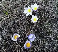Spring crocuses in the RM of Good Lake