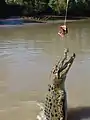Jumping crocodile at Adelaide River