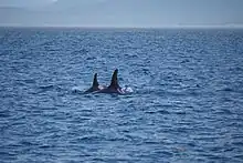 Orca mother Springer A73 surfaces close beside her younger calf Storm A116 in choppy waters off northeast Vancouver Island