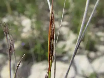 Flowering head