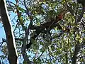 An arborist spurless climbing to prune a tree Australia