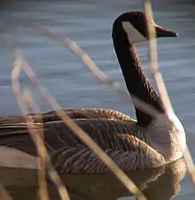 Canada goose at Spy Pond in Arlington