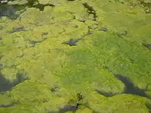 Spirogyra algal bloom in Romanian pond