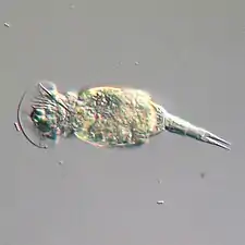 Rotifers, usually 0.1–0.5 mm long, may look like protists but have many cells and belongs to the Animalia.