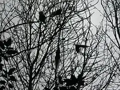 Wildlife in Abney Park Cemetery