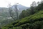 Tea plantations in Nuwara Eliya