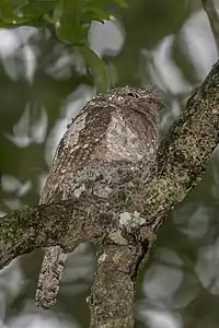 B. m. moniliger female on nest, Gal Oya, Sri Lanka