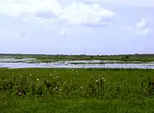 The river as a shallow and ill-defined channel dominated by grasses and weeds with few trees; white birds are present in the foreground