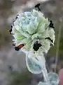 Stachytarpheta glauca flower