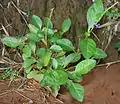 in Talakona forest, in Chittoor District of Andhra Pradesh, India