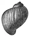Drawing of lateral view of the shell