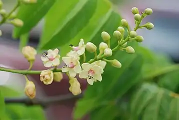 Stahlia monosperma flower