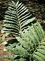 Stangeria eriopus; a cycad once thought to be a fern