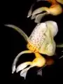 Stanhopea radiosa