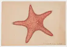 red watercolor painting of a starfish