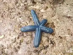 Thick blue starfish at Wakatobi National Park, 2017