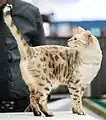 Black rosetted tabby point (lynx) Snow Bengal