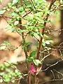 Erect Fuchsia microphylla plant