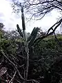 Cereus hildmannianus subsp. uruguayanus in shrub formation, Uruguay