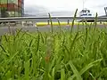 St. Augustine grass (Stenotaphrum secundatum)