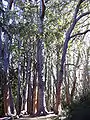 Eucalyptus obliqua in Hospers Grove Maui)