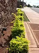 Small hedge