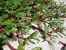 verdolaga rosada(Sesuvium portulacastrum)