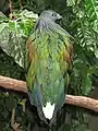 The white tail is the most conspicuous feature of adult Nicobar pigeons, particularly when seen at a distance in the twilight.