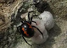 Female Steatoda paykulliana guarding its egg sac