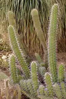 Stenocereus gummosus at the Huntington Desert Garden.