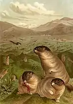 Drawing of bobak marmot (Marmota bobak)
