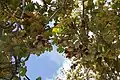 S. apetala fruit and flowers