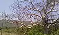 Sterculia urens during the summer in Maharashtra