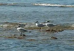 T. sandvicensis with common terns
