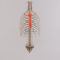 Computer-generated image of ribcage turntable highlighting the sternum