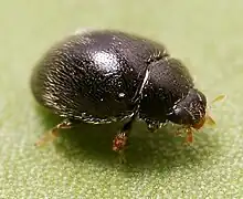 Stethorus punctillum