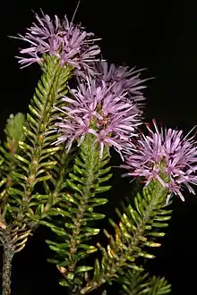 flowers and foliage