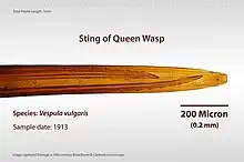 Microscope-magnified image of a queen wasp's stinger