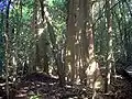 Giant stinging trees at Wingham Brush