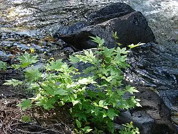 Plant in the U.S.