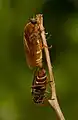 Coenomyia ferruginea mating